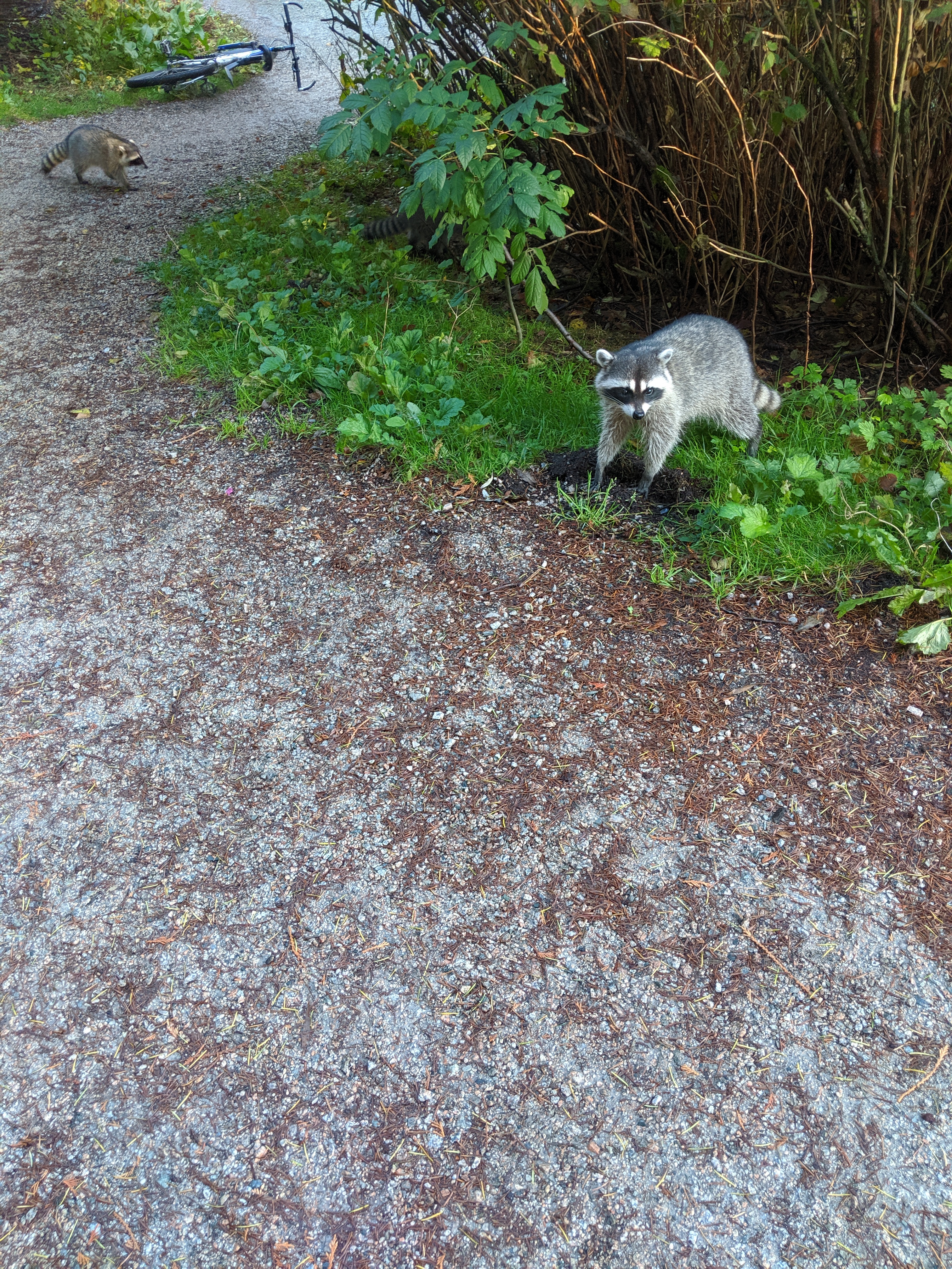 Two raccoons